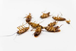 شركة مكافحة حشرات بالخرج الملكة كلين