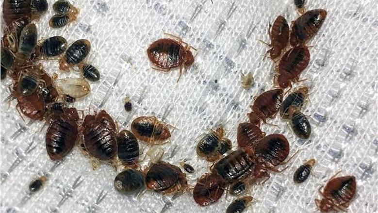 القضاء على البق